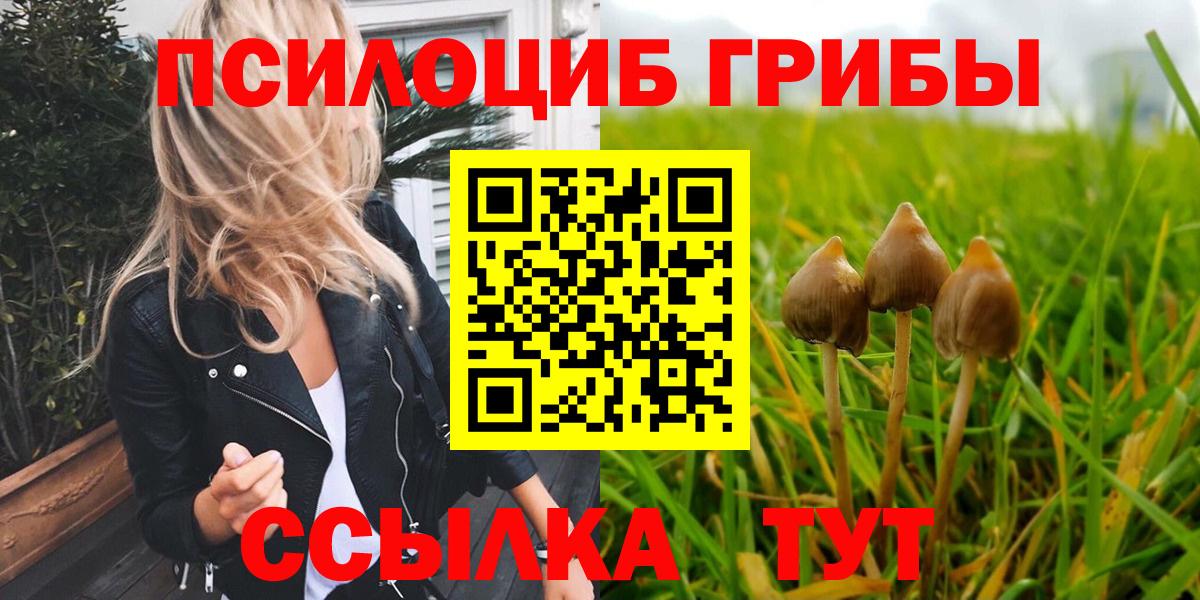 Псилоцибиновые грибы Psilocybine cubensis Кемерово